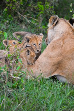 A lioness and her cubs, spotted on Safari in Kenya.