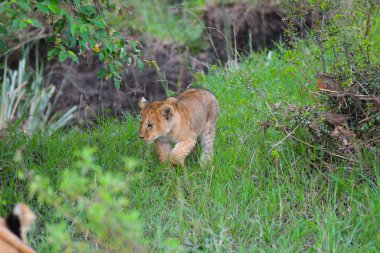 A lioness and her cubs, spotted on Safari in Kenya.