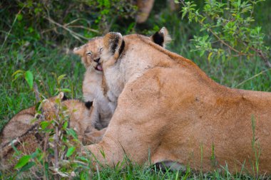 A lioness and her cubs, spotted on Safari in Kenya.