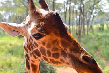 Kenya 'daki zürafa merkezinde bir zürafayla yakından ve şahsen..