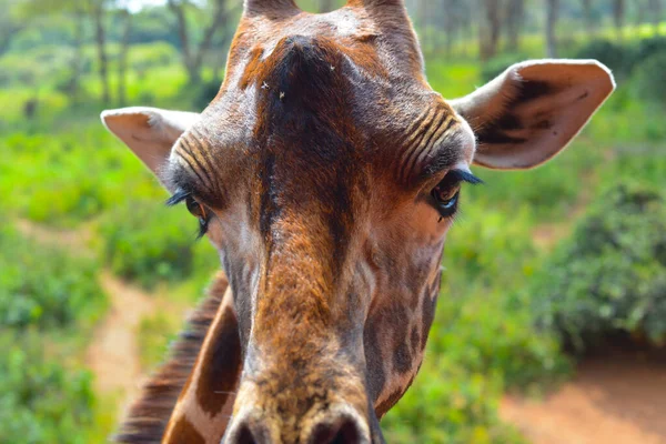 Vue Rapprochée Personnelle Une Girafe Centre Girafe Kenya — Photo