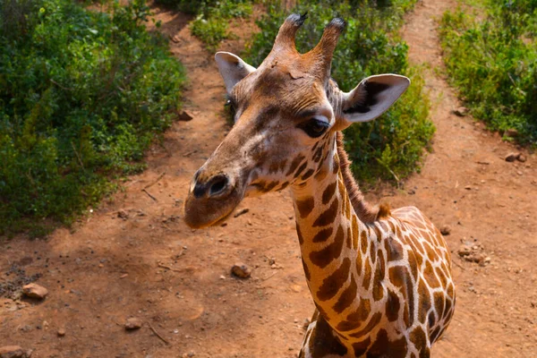 Близко Лично Жирафом Центре Жирафа Кении — стоковое фото