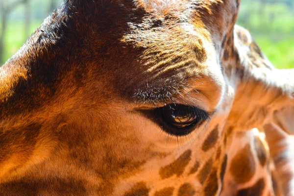 Vue Rapprochée Personnelle Une Girafe Centre Girafe Kenya — Photo