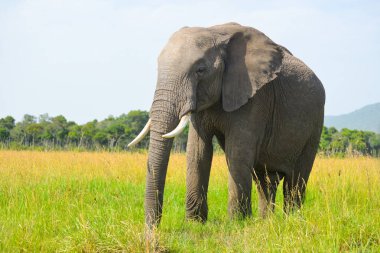 Afrika Savanasında otlayan büyük bir fil, Kenya Safari 'de vuruldu..