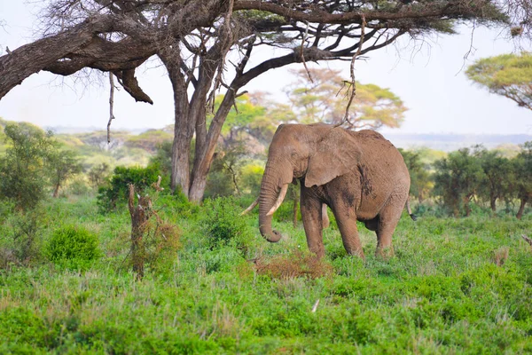 Afrika Savanasında Otlayan Büyük Bir Fil Kenya Safari Vuruldu — Stok fotoğraf