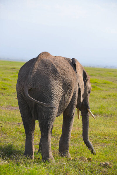 A large elephant grazing in the African Savannah, shot while on Safari in Kenya.