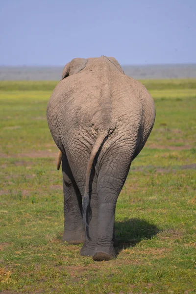 在非洲大草原放牧的一头大象在肯尼亚萨法里被射杀 — 图库照片