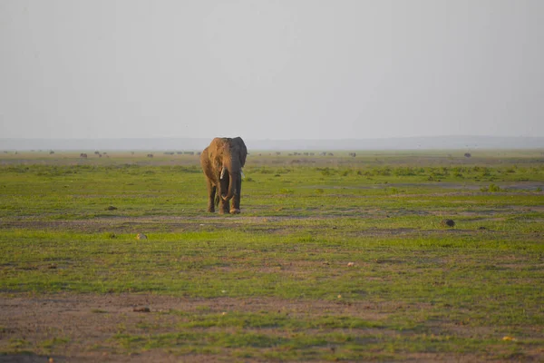 Ένας Μεγάλος Ελέφαντας Βόσκει Στην Αφρικανική Σαβάνα Πυροβολήθηκε Ενώ Ήταν — Φωτογραφία Αρχείου