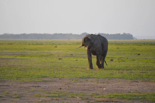 アフリカのサバンナで大規模な象の放牧 ケニアのサファリで撮影 — ストック写真