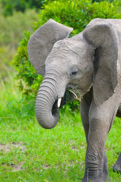 Gran Elefante Pastando Sabana Africana Disparado Mientras Estaba Safari Kenia — Foto de Stock