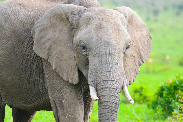 Large Elephant Grazing African Savannah Shot While Safari Kenya Royalty Free Stock Photos