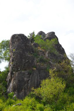 Tanzanya 'daki Serengeti' de kayalık bir yamaçta saklanan bir aslan..