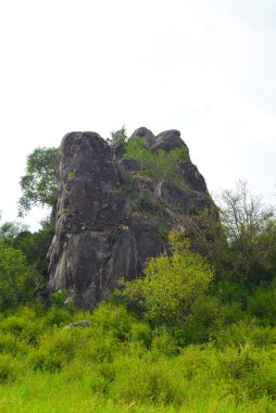 Tanzanya 'daki Serengeti' de kayalık bir yamaçta saklanan bir aslan..