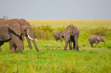 Afrika fillerinin Tanzanya 'daki Serengeti' de otladığını duydum..