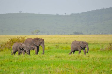 Afrika fillerinin Tanzanya 'daki Serengeti' de otladığını duydum..