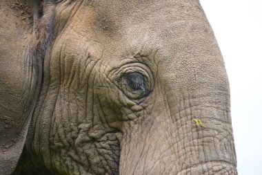 Afrika fillerinin Tanzanya 'daki Serengeti' de otladığını duydum..