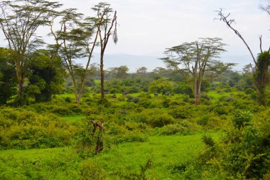 Tanzanya 'daki Ngorongoro Krateri' nde otlayan Afrika fillerini duydum.. 