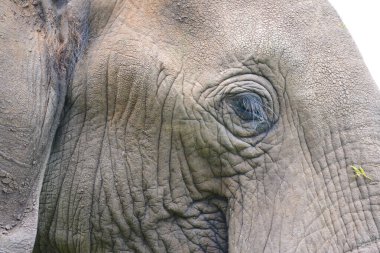 Tanzanya 'daki Ngorongoro Krateri' nde otlayan Afrika fillerini duydum.. 