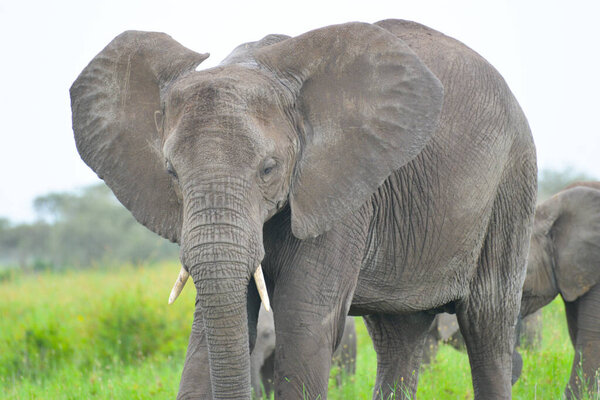 A heard of African elephants grazing in the Serengeti in the Tanzania.