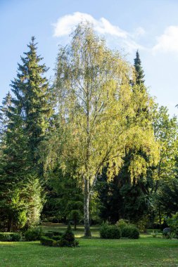 Parktaki ağaçlar, uzun huş ağaçları ve çayırlar.