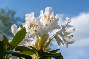 Beyaz rhododendron çiçekleri parlak mavi bir gökyüzünün altında açar, yaprakları parlak yeşil yaprakların üzerinde güneş ışığında parlar.