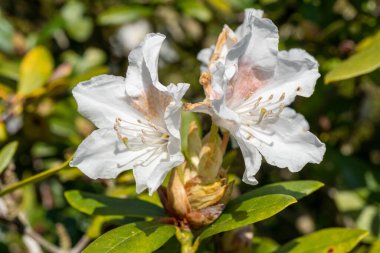 İki beyaz rhododendron ılık güneşin altında zarifçe açılır, yemyeşil yapraklarla çevrili ve narin yapraklarında pembe ipuçları vardır.
