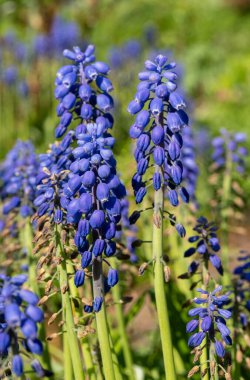 Üzüm sümbülü kümesi (Muscari) güneşli bir bahçede dimdik durur, canlı mavi çiçekleri baharın ve yeni yaşamın gelişini işaret eder.
