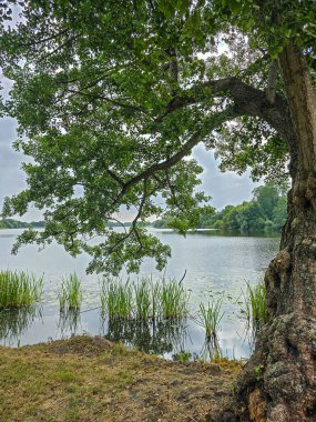 Göl kıyısında bir ağaç