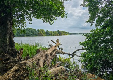 Göl kenarındaki ağaçla manzara