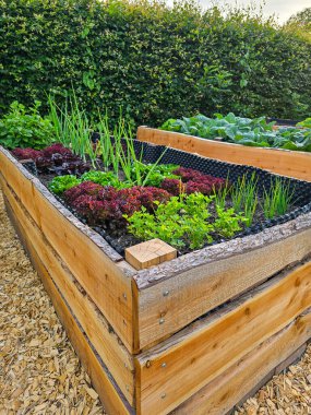 Yetiştirilmiş ahşap bahçe yatağı, yemyeşil marul, otlar ve soğanlarla dolu, düzgünce serpilmiş bahçenin bahçesinde yetişiyor.