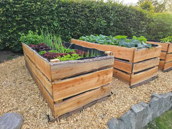 Yapraklı yeşillik ve sebzelerle dolu düzgünce inşa edilmiş ahşap yataklar güneşli bir bahçedeki çakılların üzerinde duruyor, sürdürülebilir ve düzenli ev bahçeleri için mükemmel.