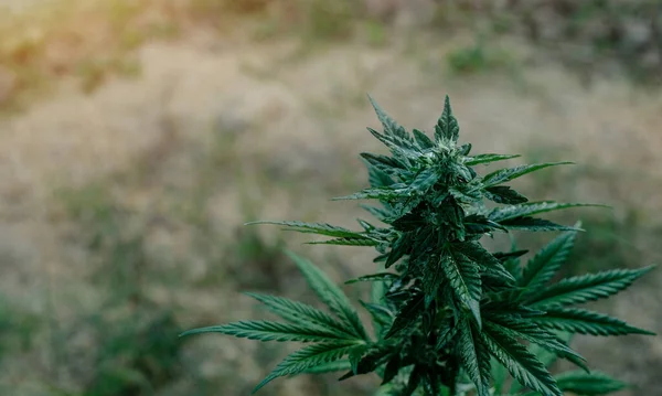 Blue dream cannabis breed marijuana growing in the ground