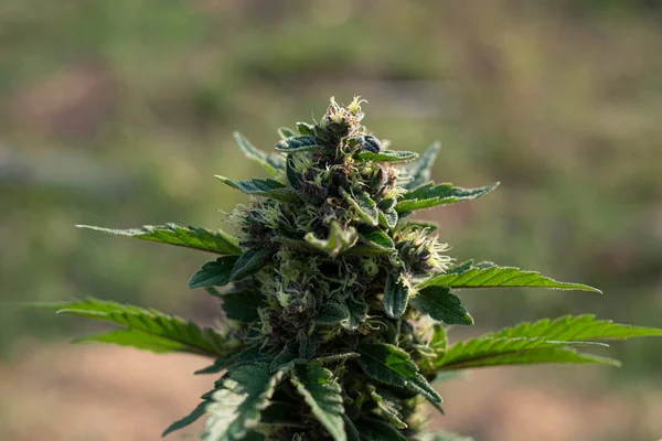 Blue Dream cannabis breed marijuana growing a blur  background
