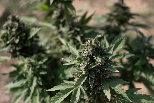 Blue Dream cannabis breed marijuana growing in the ground