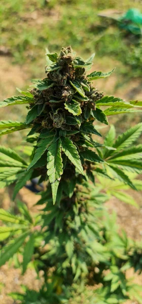 Blue Dream cannabis breed marijuana growing ready to harvesting