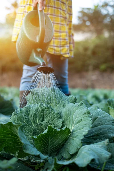 stock image Farmer watering cabbage garden with water can