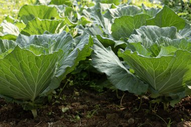 Çiftlik bahçesinde yetişen taze yeşil lahana.