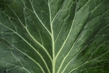 Closeup texture fresh green cabbage vegetable leave clipart