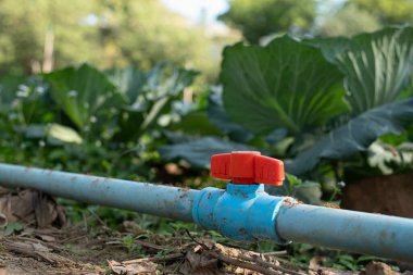 Su vanası lahana tarlasında.
