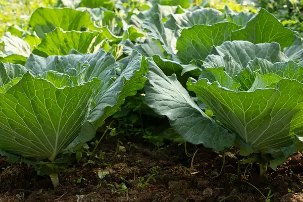 Çiftlik bahçesinde yetişen taze yeşil lahana.