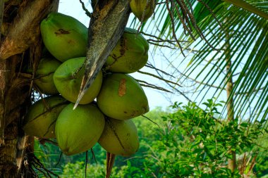 Tayland 'da yemyeşil yapraklı ve doğal tropikal manzaralı hindistan cevizi ağacı.