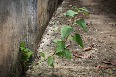 Betonda büyüyen şeytan ot ağacı.