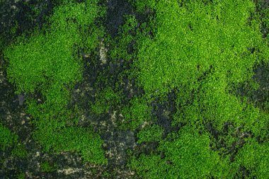 Taşta yeşil yosun var.