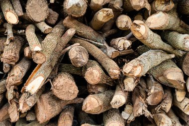 Yakacak odun yığını ve kurumuş odun parçalarına yakın çekim