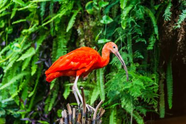 Zoological park of Beauval