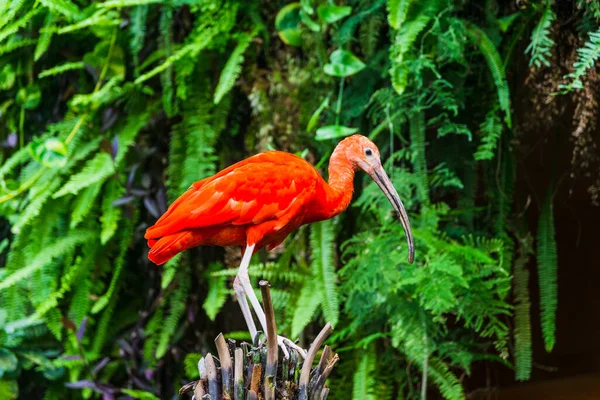 Зоологический Парк Боваля — стоковое фото
