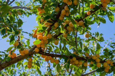 Sarı Mirabelle erikleri güneşli bir yaz gününde ağaçta olgunlaşır.