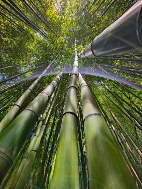 Yeşil bambu ormanı ve güneş ışığı arka planı