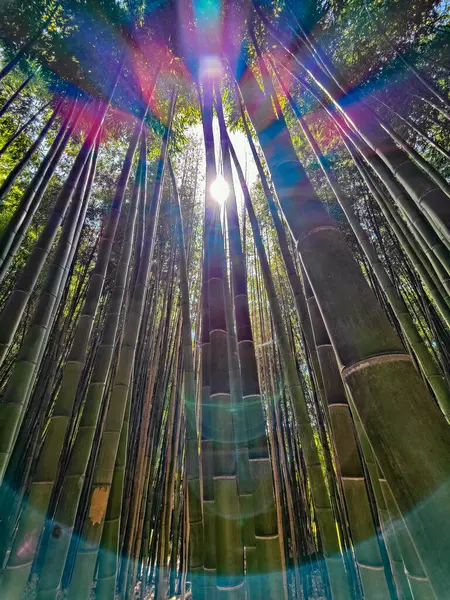 日光を背景とした緑の竹林 — ストック写真