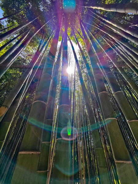 Zelený Bambusový Les Slunečním Světlem Pozadí — Stock fotografie